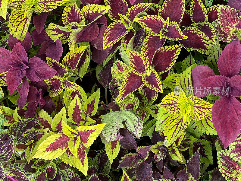 全幅图片的菜叶(Coleus scutellarioides)的芽和红色和绿色的叶子生长在植物苗圃中心的花盆，高架视图